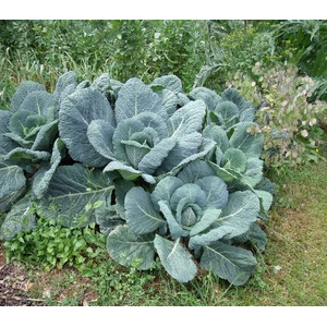 Journée des Jardins - Les extraordinaires choux de M Orazio.