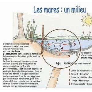 Schéma des mares - Un schéma des mares en milieu humide explique le développement de la faune et la flore.